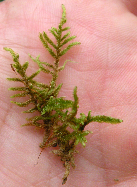 Muschi su muretto a secco